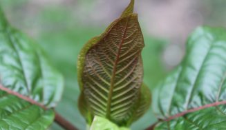 The Future Of Kratom: What’s Next for This Industry?